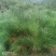 油松华山松红豆杉白皮松