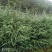 油松华山松红豆杉白皮松
