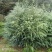 油松华山松红豆杉白皮松