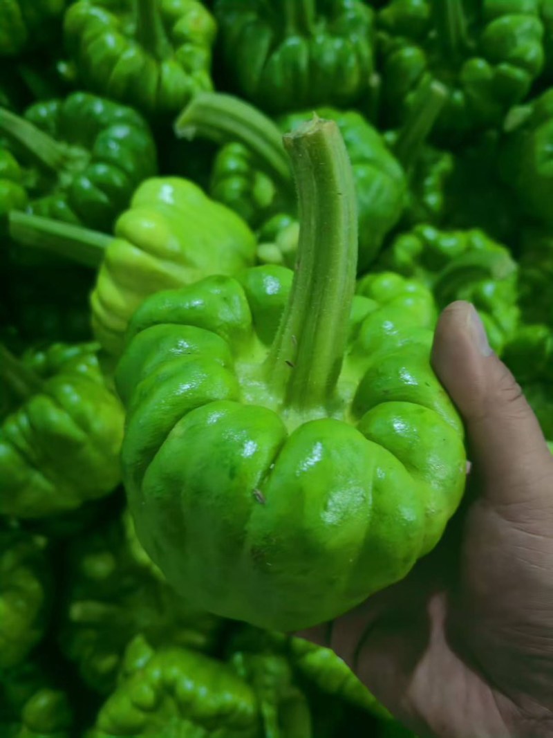 云南精品姜柄瓜