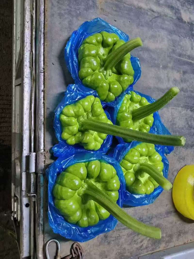 云南精品姜柄瓜