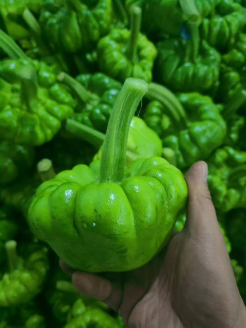 云南精品姜柄瓜