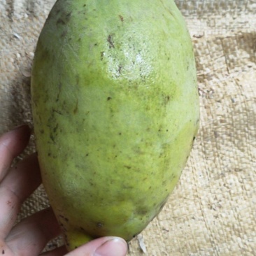 木瓜