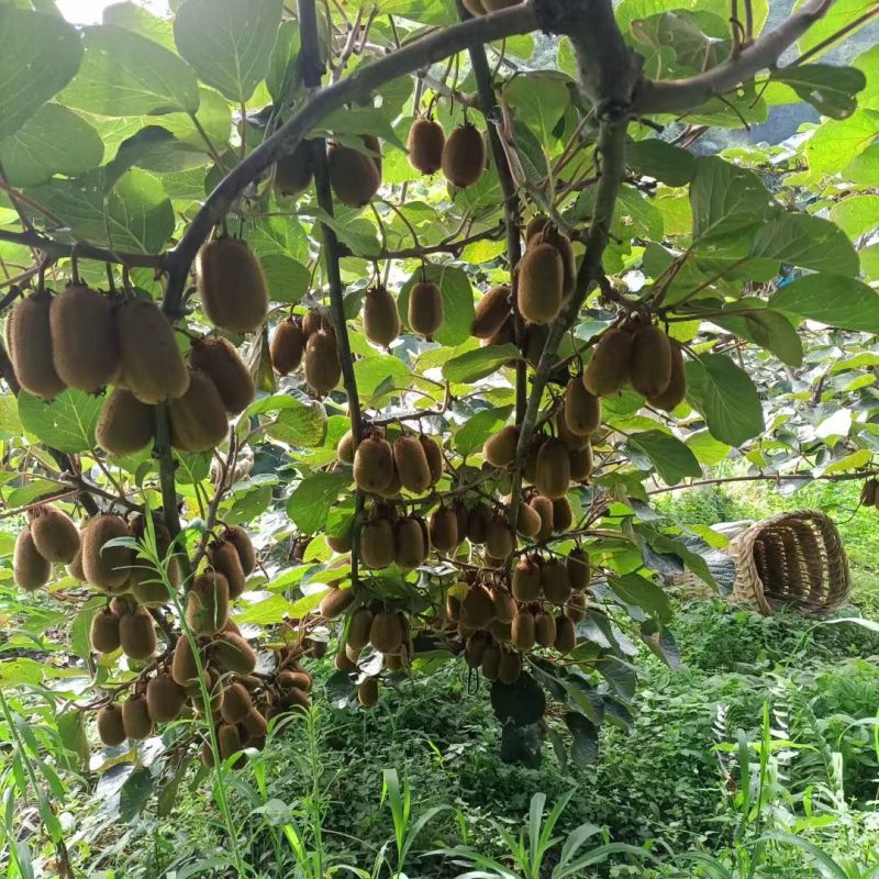 贵州省毕节市七星关区燕子口镇生态种植猕猴桃无任何添加剂。