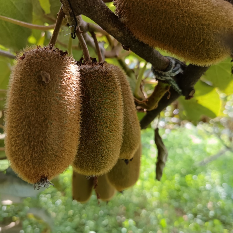 贵州省毕节市七星关区燕子口镇生态种植猕猴桃无任何添加剂。