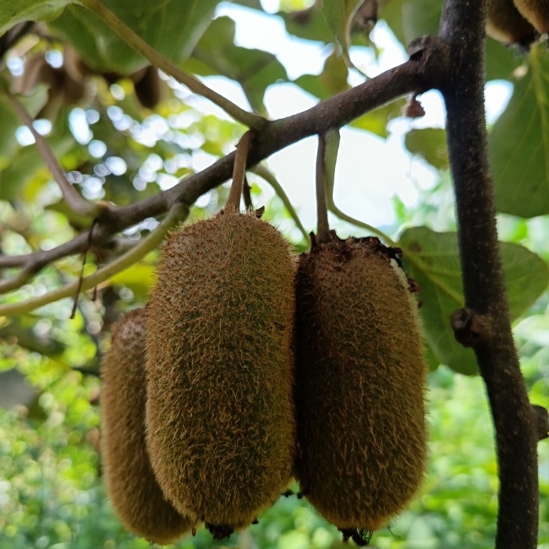 贵州省毕节市七星关区燕子口镇生态种植猕猴桃无任何添加剂。