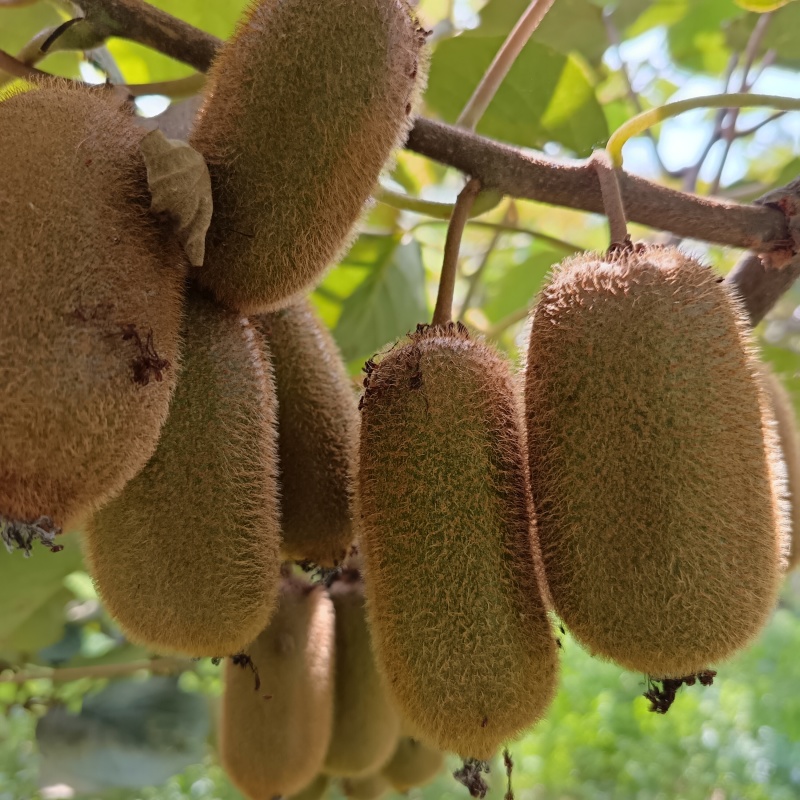 贵州省毕节市七星关区燕子口镇生态种植猕猴桃无任何添加剂。