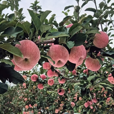 渭南苹果量大从优