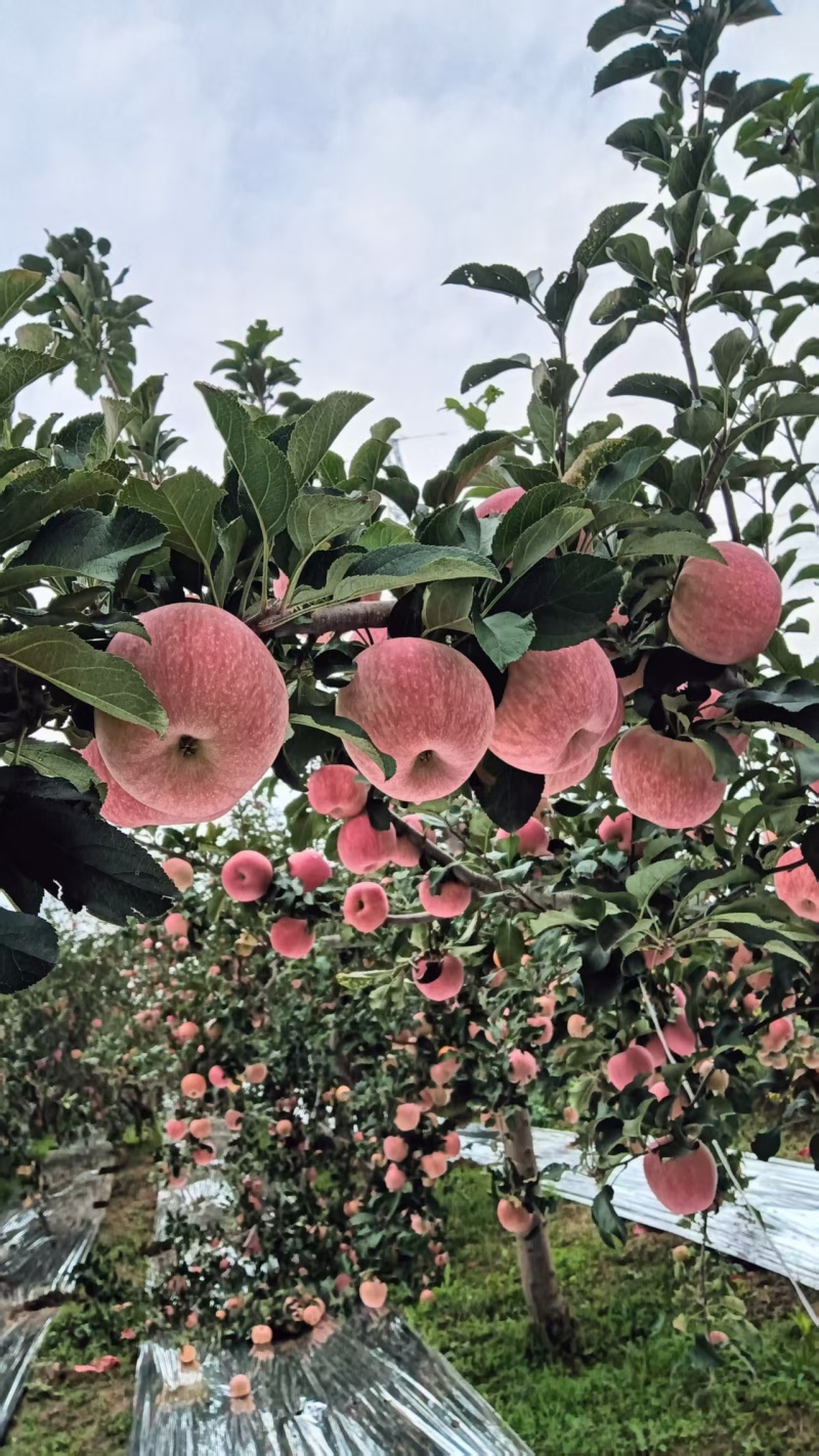 渭南苹果量大从优