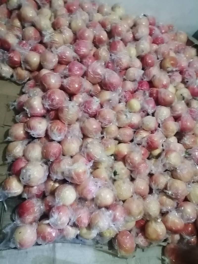 铁炉红软籽石榴