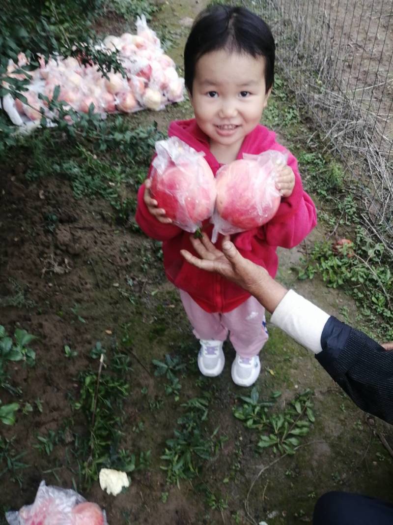 铁炉红软籽石榴