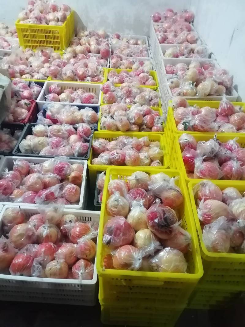 铁炉红软籽石榴