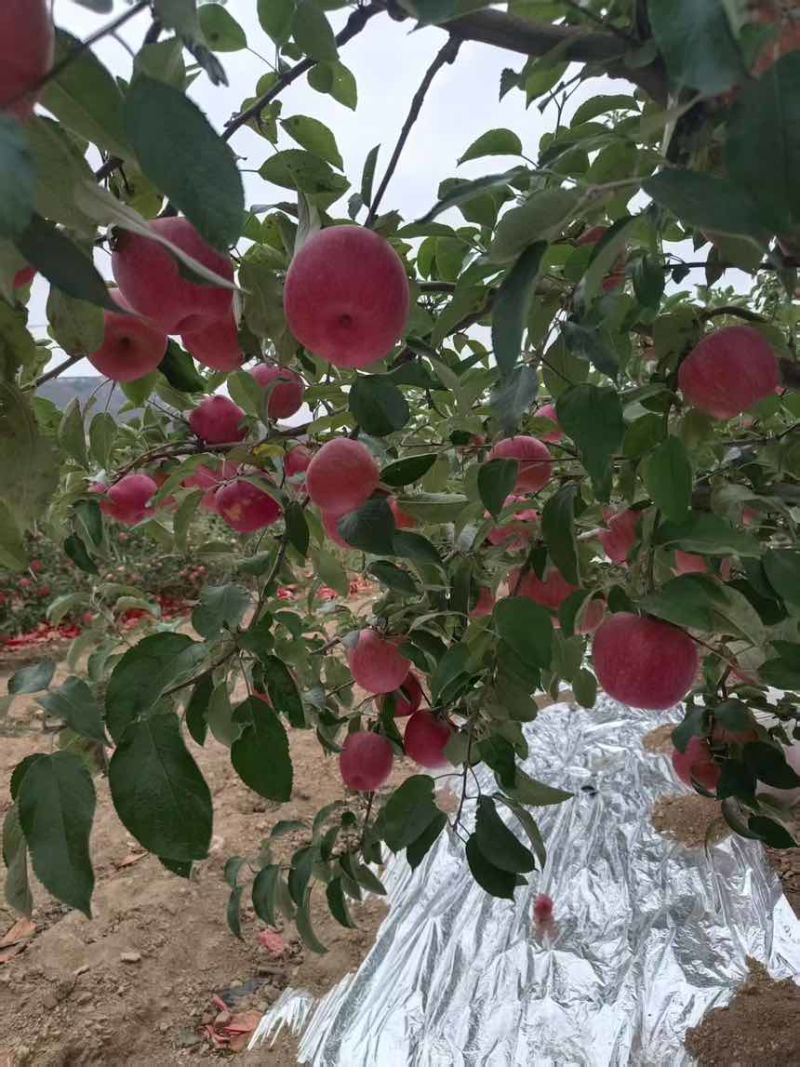 寒富苹果好了有要寒富苹果的老板过来看看大量寒富苹果