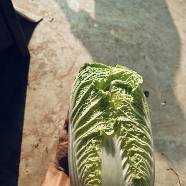 黄心大白菜