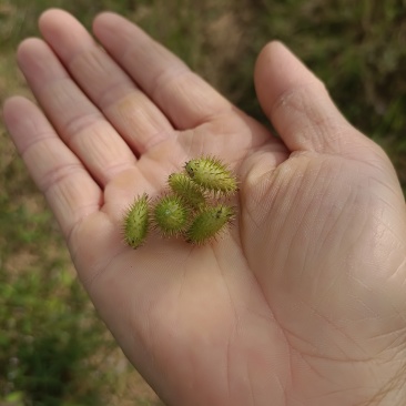 苍耳子