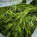 云南大理精品海菜花/水性杨花