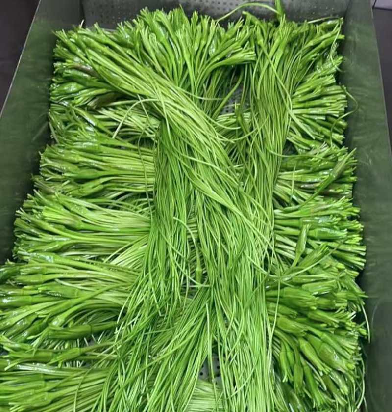 云南大理精品海菜花/水性杨花