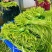 云南大理精品海菜花/水性杨花