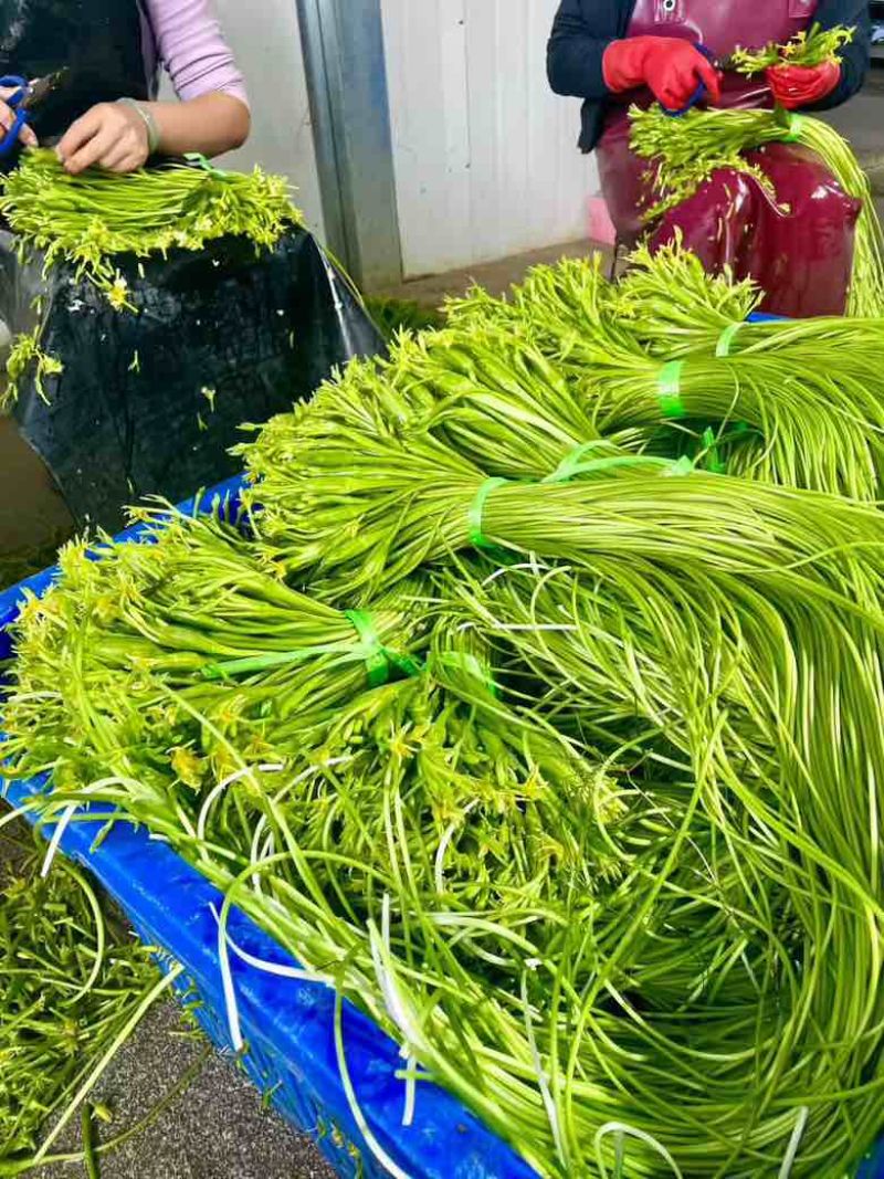 云南大理精品海菜花/水性杨花