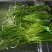 云南大理精品海菜花/水性杨花