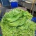 云南大理精品海菜花/水性杨花