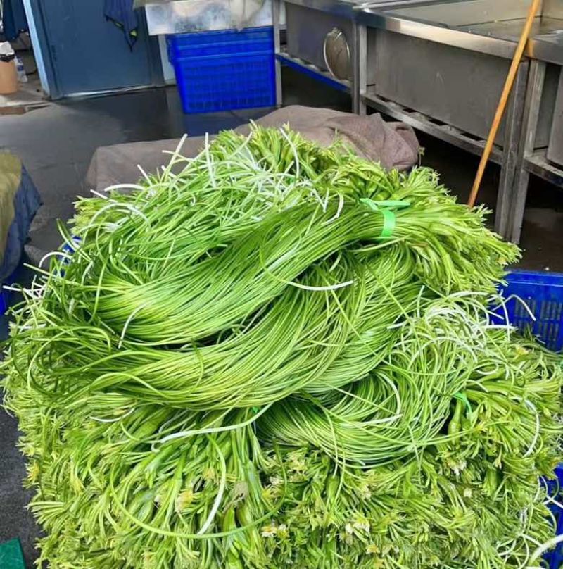 云南大理精品海菜花/水性杨花
