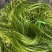 云南大理精品海菜花/水性杨花