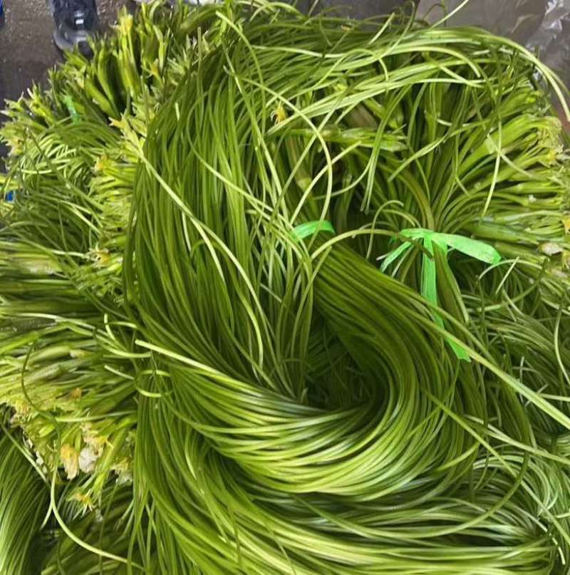云南大理精品海菜花/水性杨花