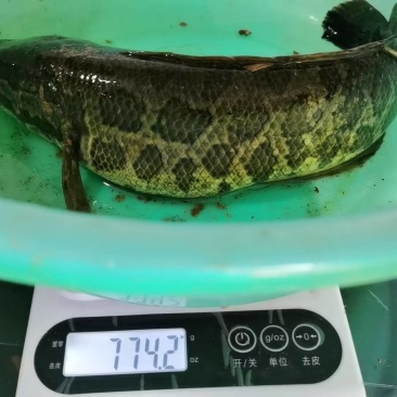 八两以上两斤以下的黑鱼