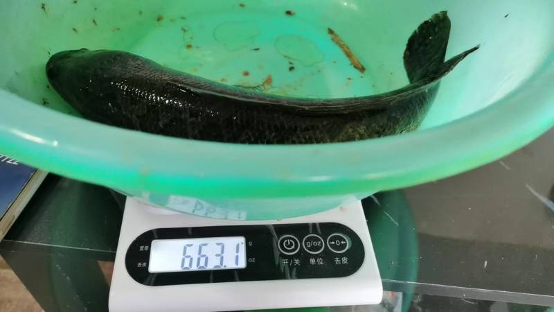八两以上两斤以下的黑鱼
