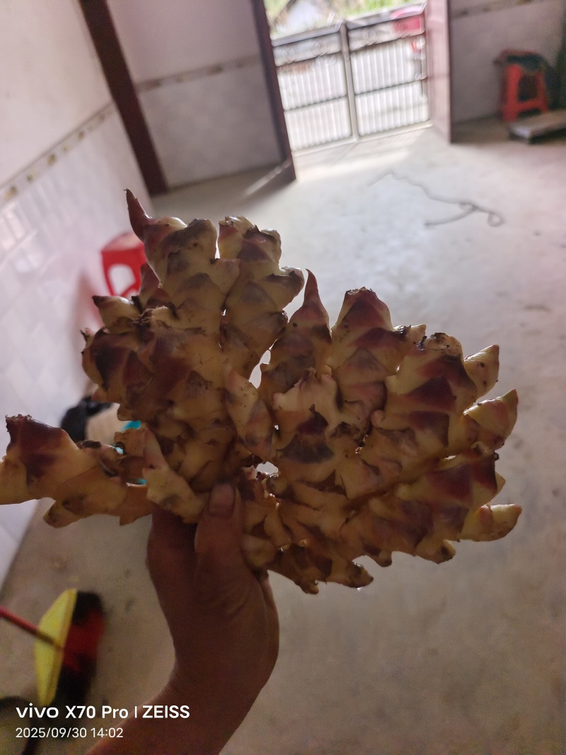 小黄姜