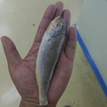 品名：黄花鱼规格：一箱十斤，两种规格大小都有开堂去肠去腮