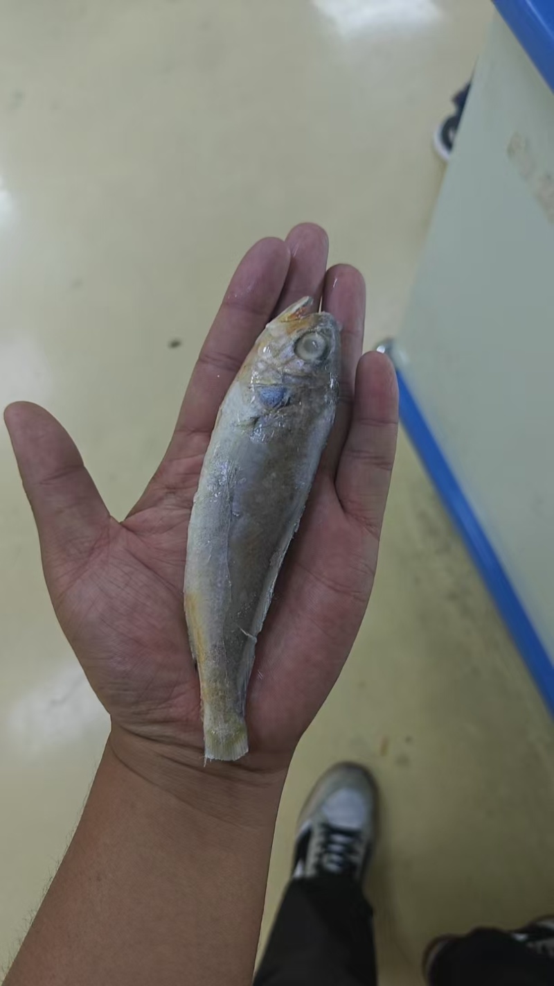 品名：黄花鱼规格：一箱十斤，两种规格大小都有开堂去肠去腮