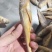 品名：黄花鱼规格：一箱十斤，两种规格大小都有开堂去肠去腮