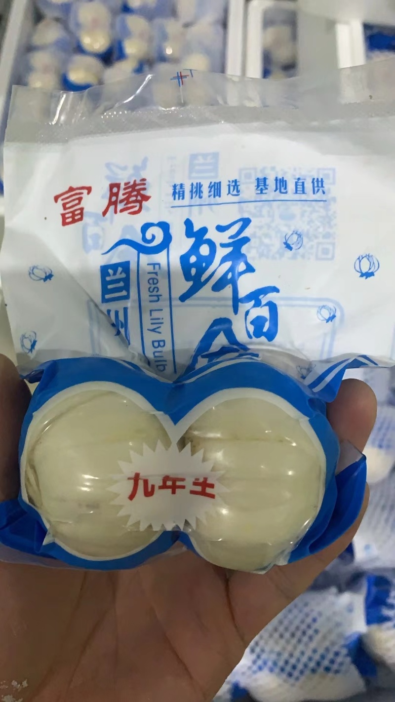 兰州鲜百合