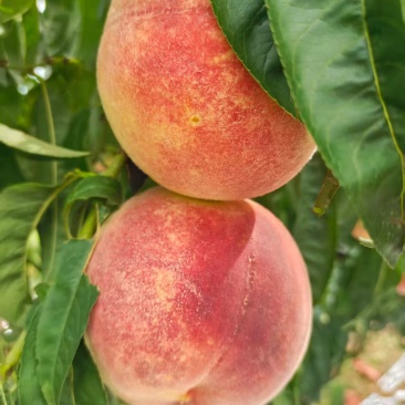 山东大桃子