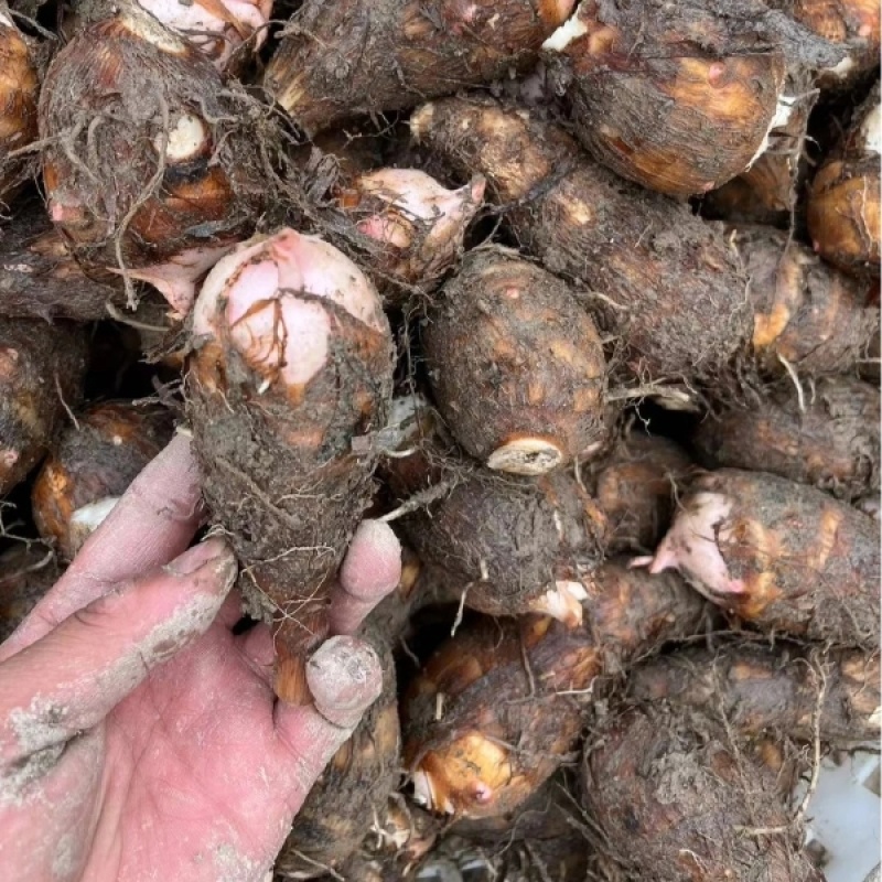 江西红牙芋