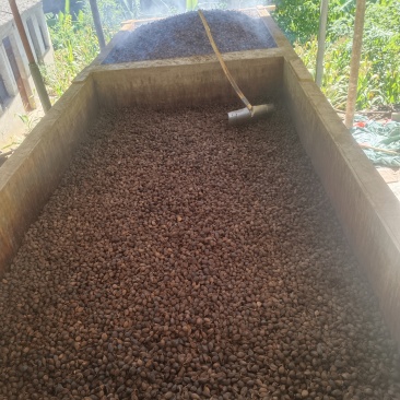 云南怒江火烤草果主产区