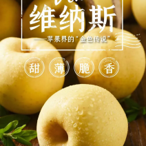 山东黄金维纳斯