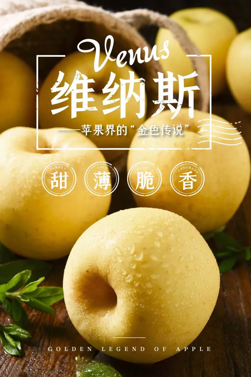 山东黄金维纳斯