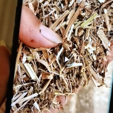 干花生秧草