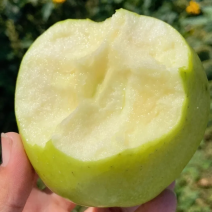 山东青森王林苹果