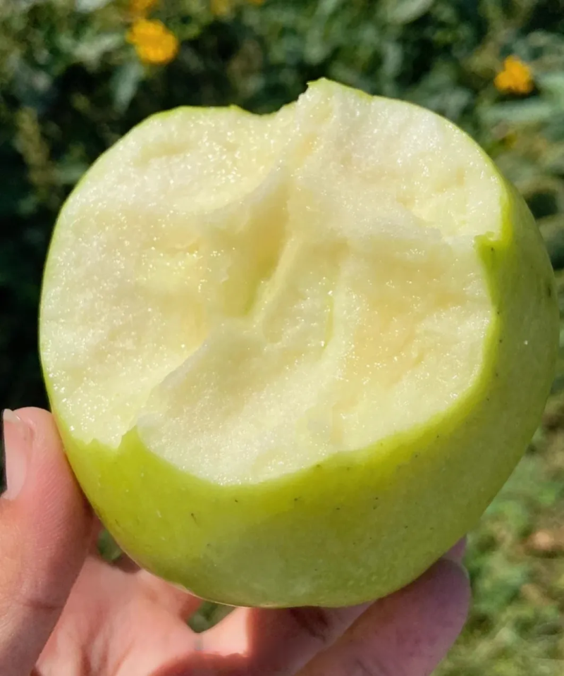 山东青森王林苹果