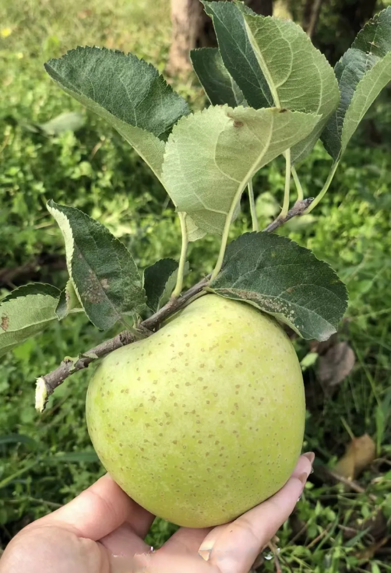 山东青森王林苹果