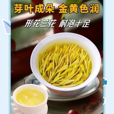 浙江丽水黄金芽