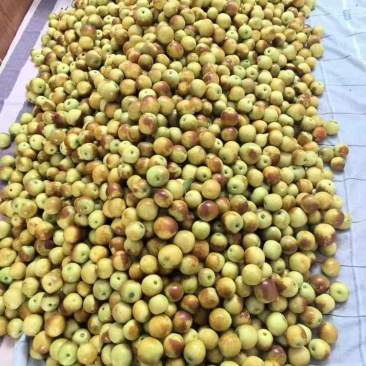 渭南冬枣精品大果