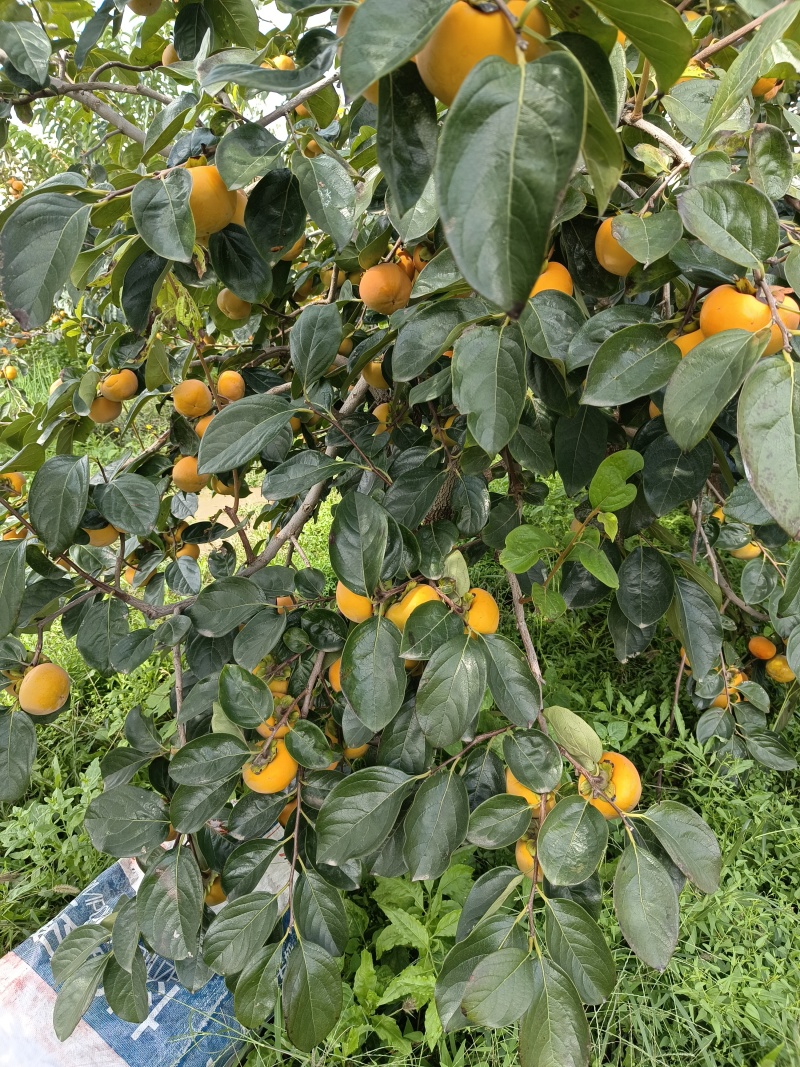 尖柿子，丰阳柿子
