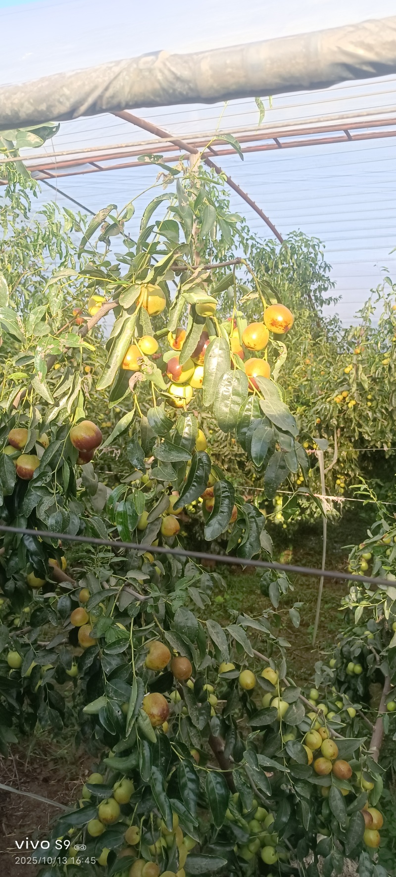 渭南冬枣