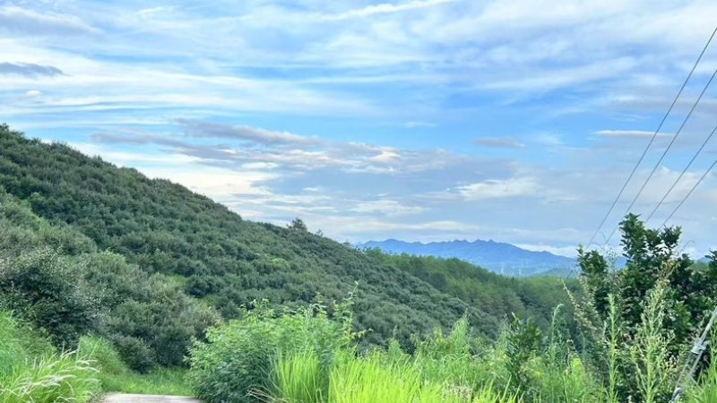 基地直发，常年供货，品质保证。
