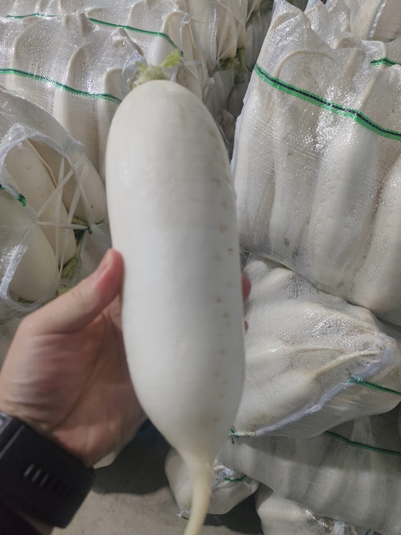 白萝卜